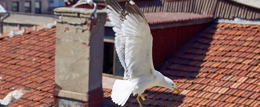 Residential Chimney Animal Removal Solution in Chalmette, LA